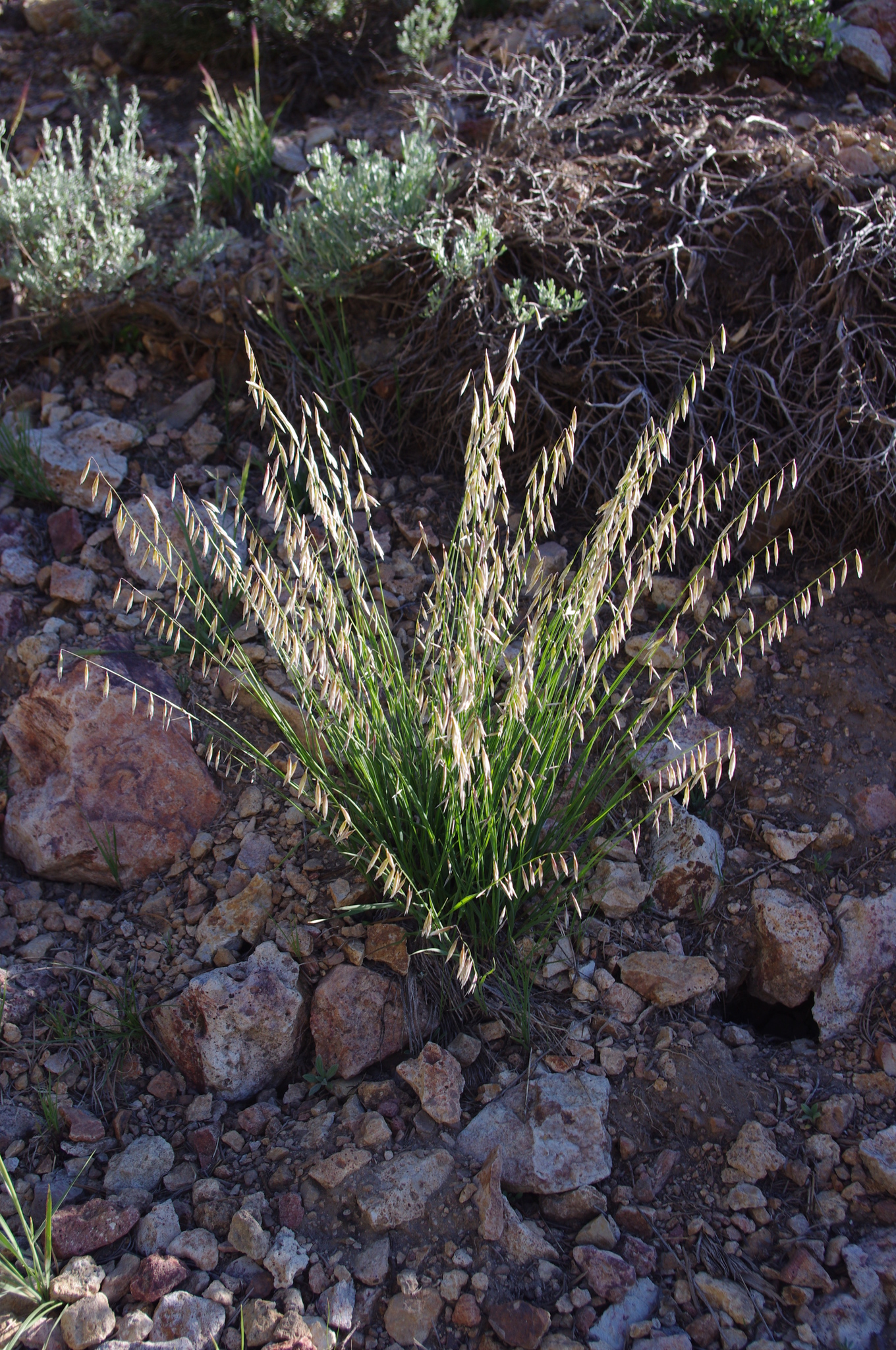 Melica stricta