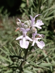 Salvia rosmarinus