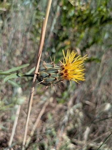 Centaurea collina