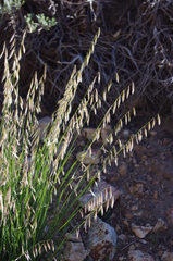 Melica stricta