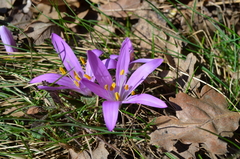 Colchicum bulbocodium