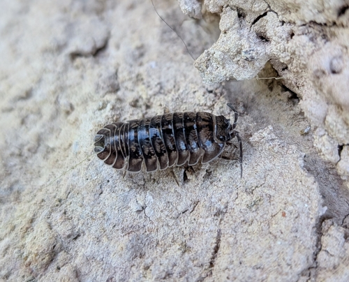 Nosy Pill Woodlouse
