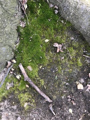 Bryophyta