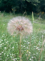 Tragopogon porrifolius