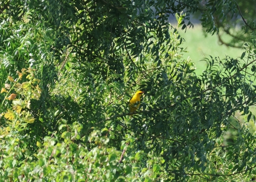 Eurasian Golden Oriole