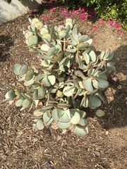 Crassula arborescens arborescens