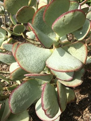 Crassula arborescens arborescens
