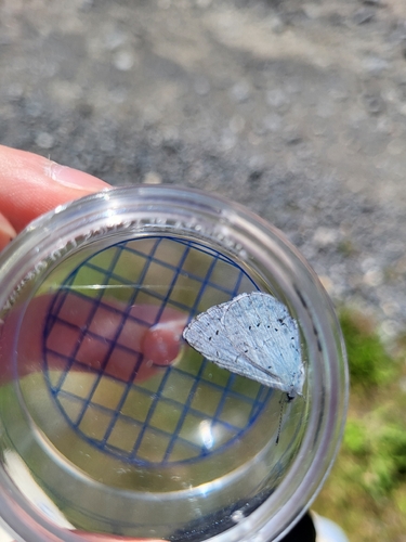 Holly Blue