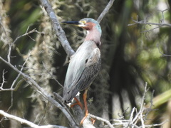 Butorides virescens image