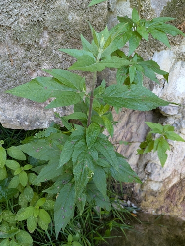 hemp agrimony