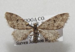 Eupithecia annulata