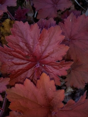 Heuchera