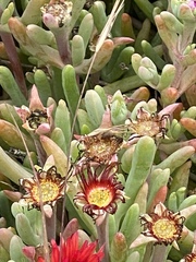 Malephora crocea
