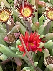 Malephora crocea