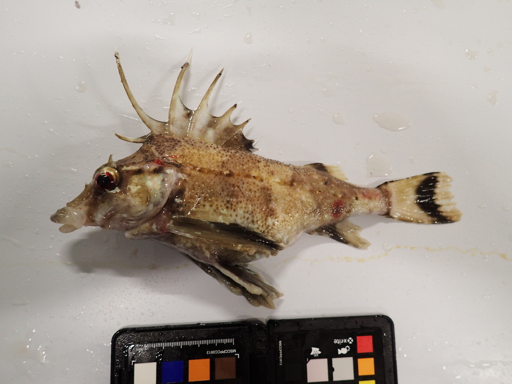 Spiny Horsefish