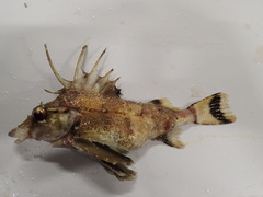 Zanclorhynchus spinifer