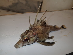 Zanclorhynchus spinifer