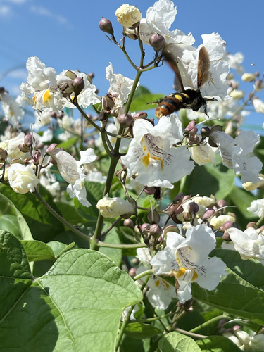 Mammoth Scoliid Wasp