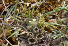 Myosotis brevis