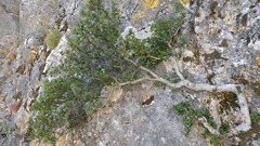 Rhamnus myrtifolia, photograph (c) frangp, some rights reserved (CC BY)