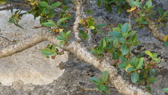 Rhamnus myrtifolia, photograph (c) frangp, some rights reserved (CC BY)