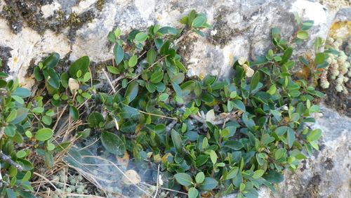 Rhamnus myrtifolia, photograph 5