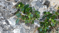 Rhamnus myrtifolia, photograph (c) frangp, some rights reserved (CC BY)