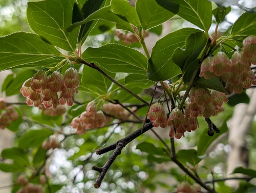 Enkianthus campanulatus observed 2026-06-09