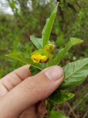 Lonicera involucrata involucrata