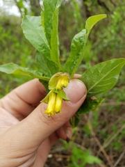 Lonicera involucrata involucrata