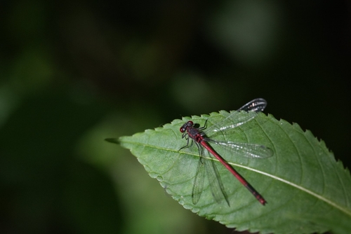 Large Red Damselfly