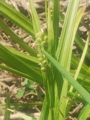 Carex blanda, photograph author not stated, no rights reserved