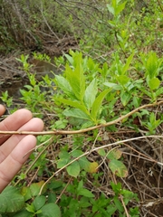 Lonicera involucrata involucrata
