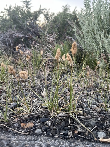 iNaturalist observation photo of Douglas' sedge