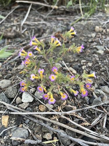 iNaturalist observation photo of two-colored phacelia