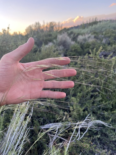 iNaturalist observation photo of Needle-and-thread Grass