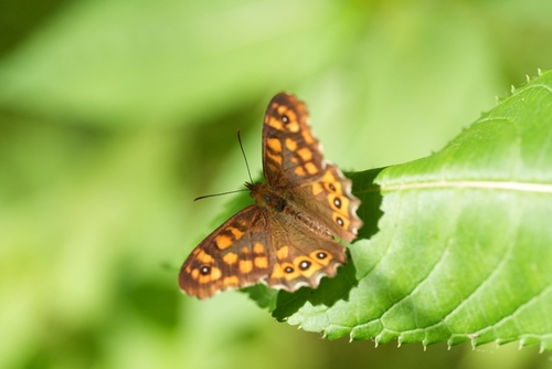Speckled Wood