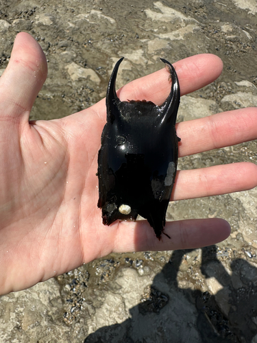Thornback Skate