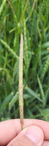 Alopecurus myosuroides, photograph 5