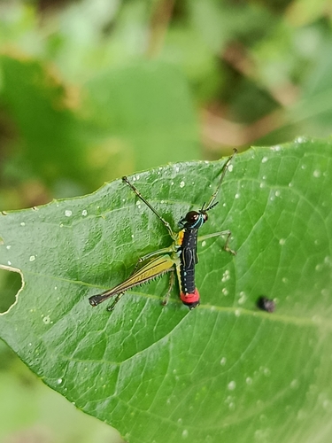 Paramastax duquei