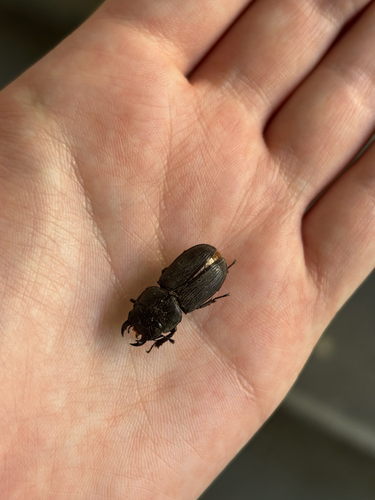 Antelope Beetle