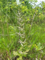 Koeleria pyramidata, photograph (c) Lars, some rights reserved (CC BY)