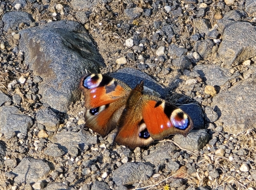 European Peacock Butterfly