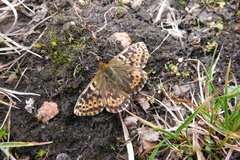 Boloria polaris