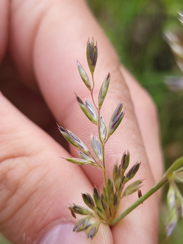 Koeleria pyramidata, photograph 6
