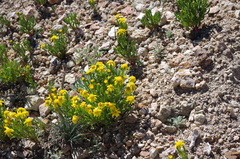 Senecio pattersonensis