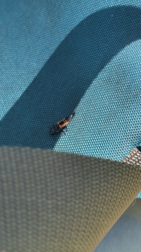 Asian Lady Beetle
