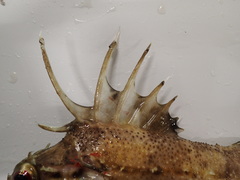 Zanclorhynchus spinifer