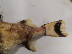 Zanclorhynchus spinifer