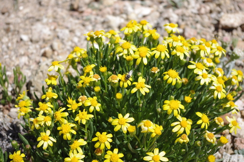 Mono ragwort (Senecio pattersonensis)